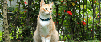 chat devant des fleurs